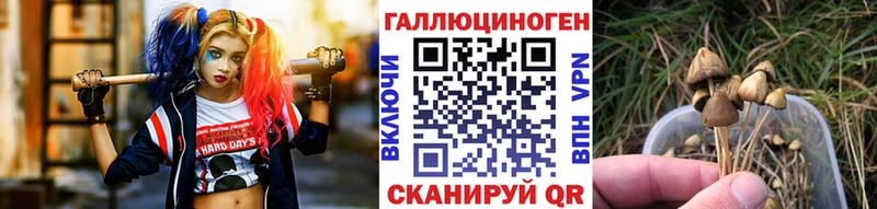 где найти   Починок  Галлюциногенные грибы Psilocybe 